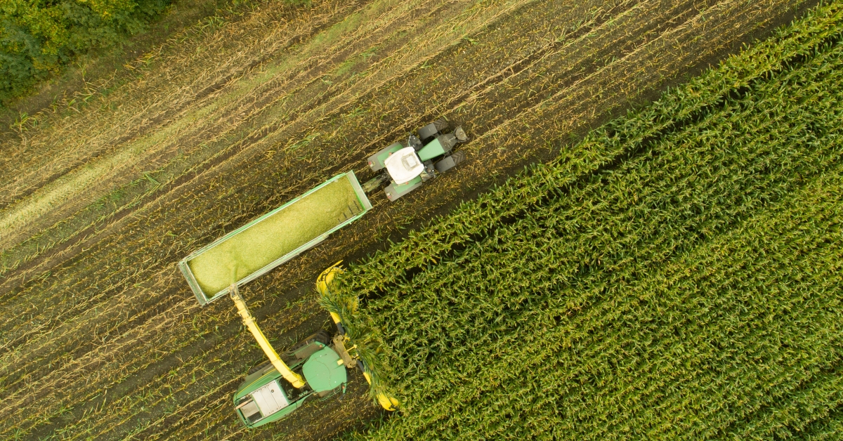 National Beef Wire Early Corn Silage Chopping Good Or Bad